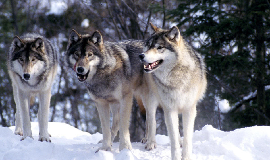 wolf_pack